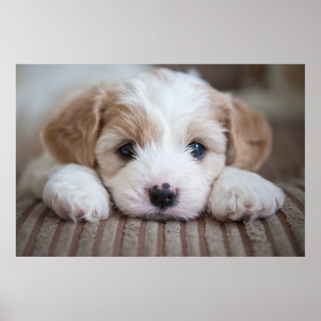 Cutest Baby djur | Cavashon Puppy Poster (Framsidan)