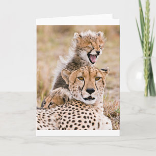Cutest Baby djur   Cheetah Cat & Unge Kort