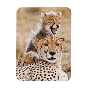 Cutest Baby djur Cheetah Cat & Unge Magnet