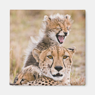 Cutest Baby djur Cheetah Cat & Unge Magnet