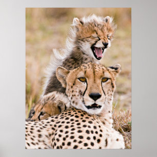 Cutest Baby djur Cheetah Cat & Unge Poster