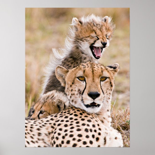 Cutest Baby djur | Cheetah Cat & Unge Poster (Framsidan)