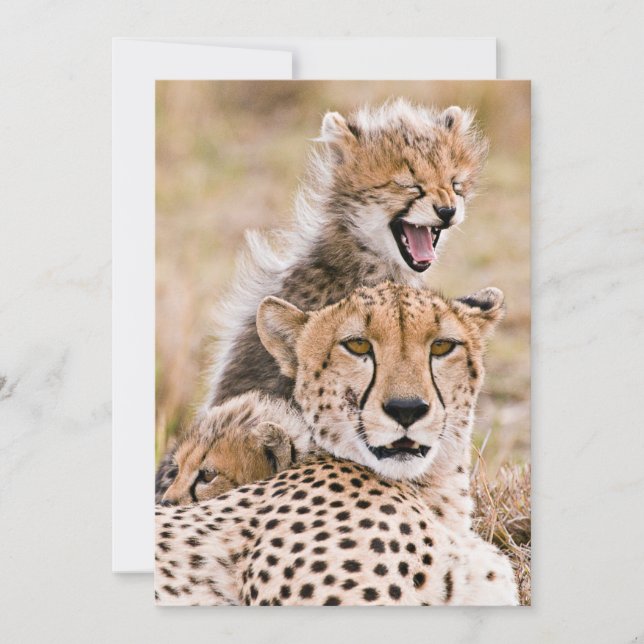 Cutest Baby djur | Cheetah Cat & Unge Tack Kort (Framsida)