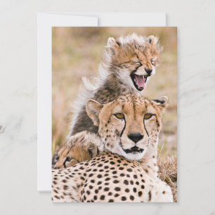 Cutest Baby djur   Cheetah Cat & Unge Tack Kort