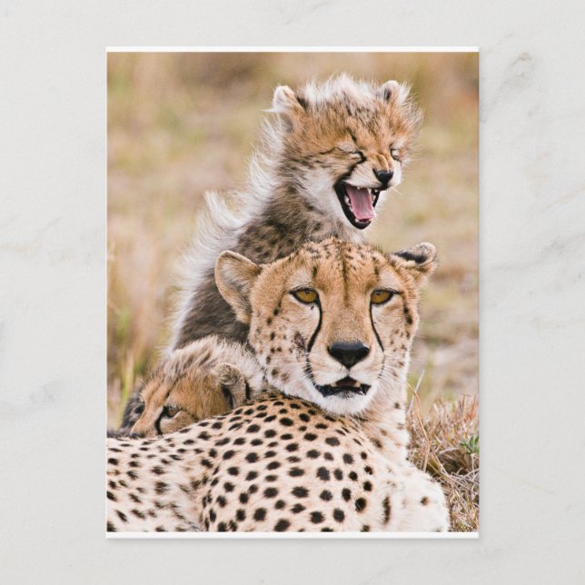 Cutest Baby djur | Cheetah Cat & Unge Vykort (Framsida)