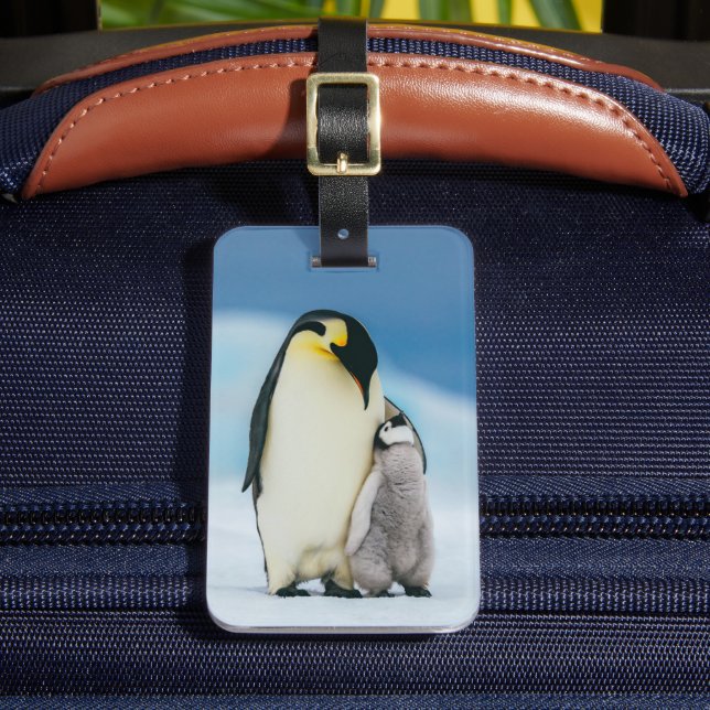 Cutest Baby djur | Chick av kejsar Penguin Bagagebricka (Framsida Insitu 2)