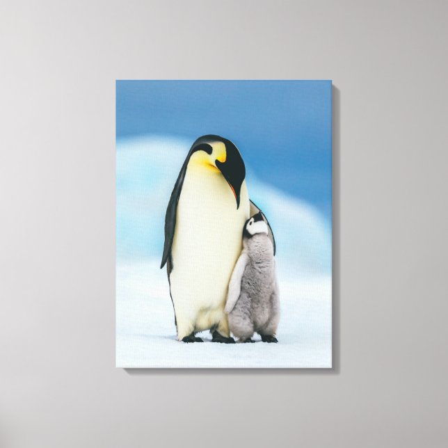 Cutest Baby djur | Chick av kejsar Penguin Canvastryck (Framsida)