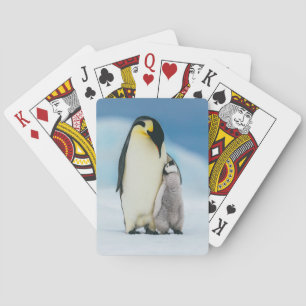 Cutest Baby djur   Chick av kejsar Penguin Casinokort