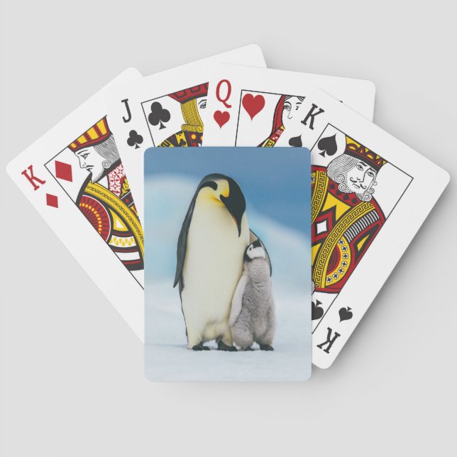 Cutest Baby djur | Chick av kejsar Penguin Casinokort (Baksidan)