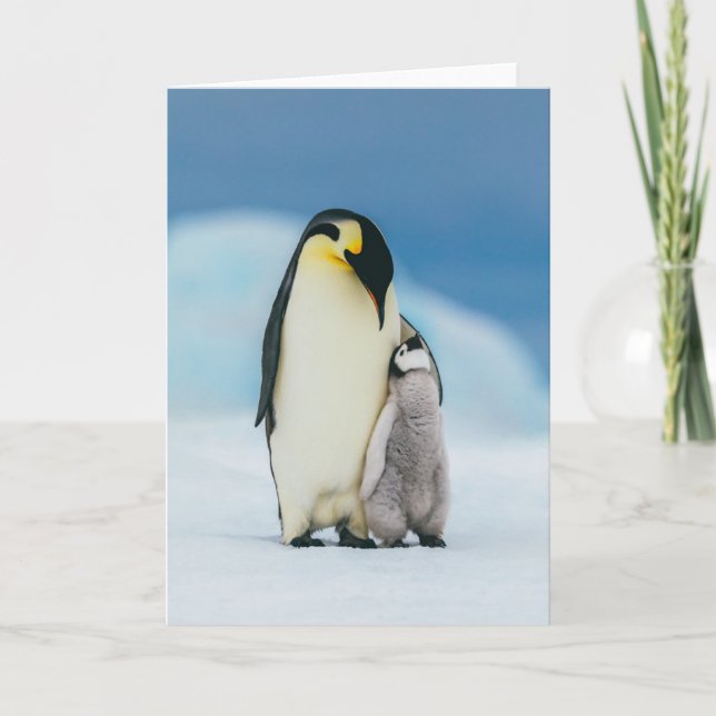 Cutest Baby djur | Chick av kejsar Penguin Kort (Framsida)