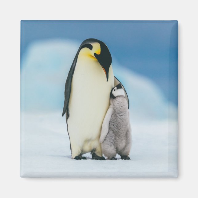 Cutest Baby djur | Chick av kejsar Penguin Magnet (Framsidan)