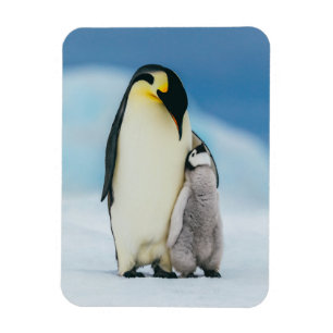 Cutest Baby djur Chick av kejsar Penguin Magnet