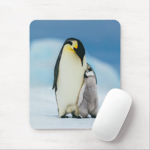 Cutest Baby djur Chick av kejsar Penguin Musmatta