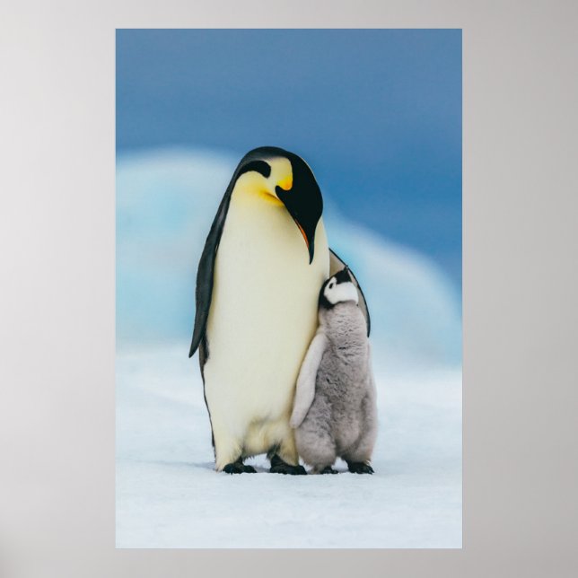 Cutest Baby djur | Chick av kejsar Penguin Poster (Framsidan)