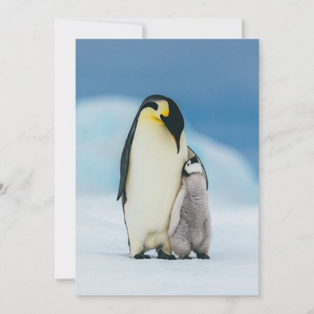 Cutest Baby djur | Chick av kejsar Penguin Tack Kort (Framsida)