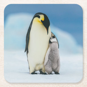 Cutest Baby djur Chick av kejsar Penguin Underlägg Papper Kvadrat