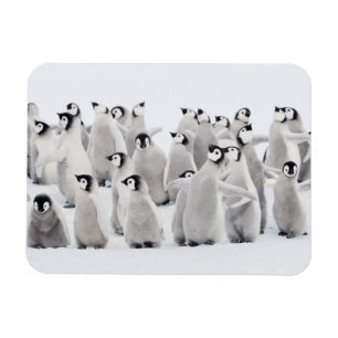 Cutest Baby djur Chickar av kejsar Penguin Magnet