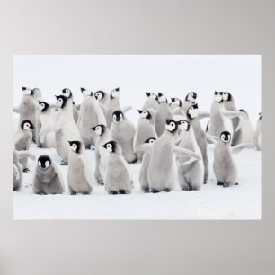 Cutest Baby djur Chickar av kejsar Penguin Poster