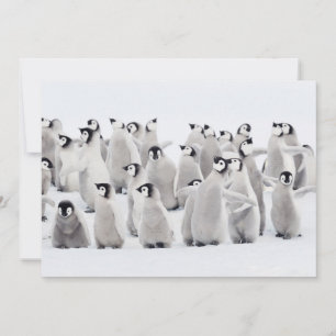 Cutest Baby djur Chickar av kejsar Penguin Tack Kort