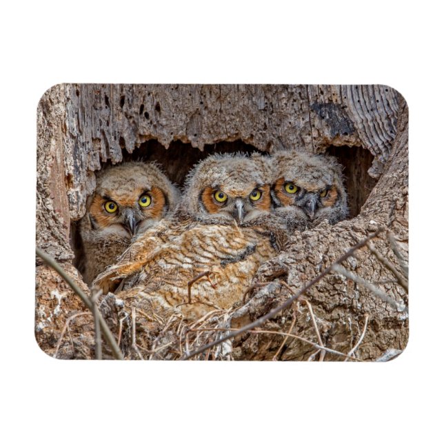 Cutest Baby djur | Chickar med Underbar horn Magnet (Horisontell)