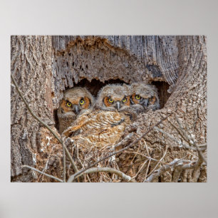 Cutest Baby djur Chickar med Underbar horn Poster