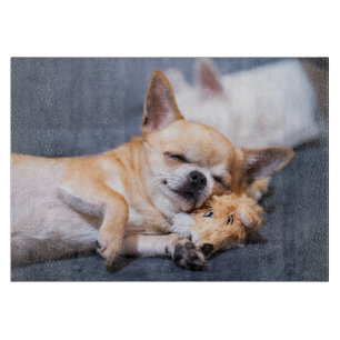 Cutest Baby djur Chihuahua-Hund med rödhårig kyl