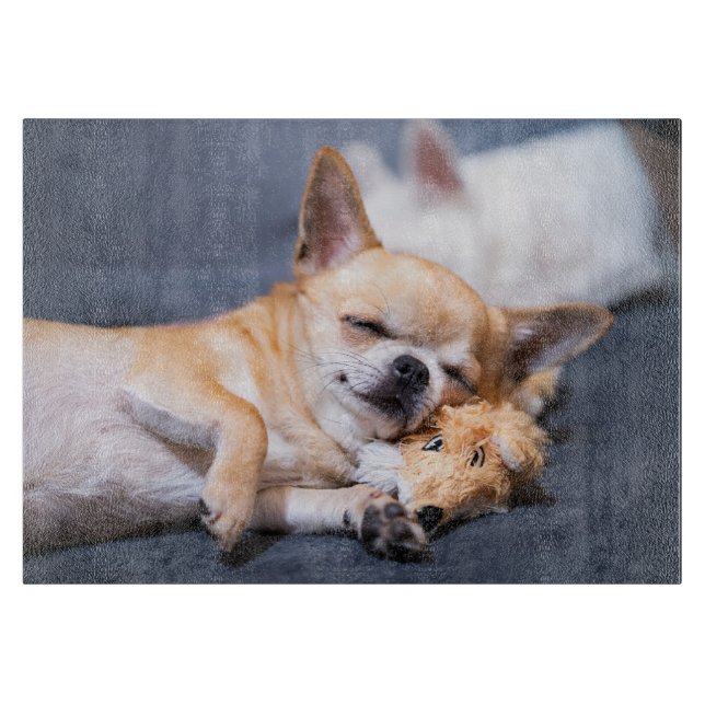 Cutest Baby djur | Chihuahua-Hund med rödhårig kyl (Framsidan)