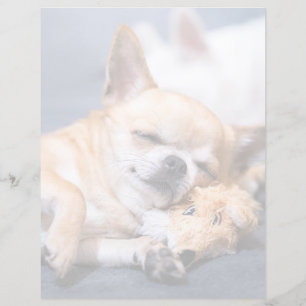 Cutest Baby djur Chihuahua-Hund med rödhårig kyl