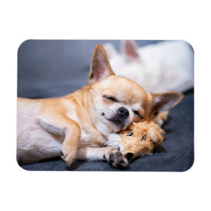 Cutest Baby djur Chihuahua-Hund med rödhårig kyl Magnet