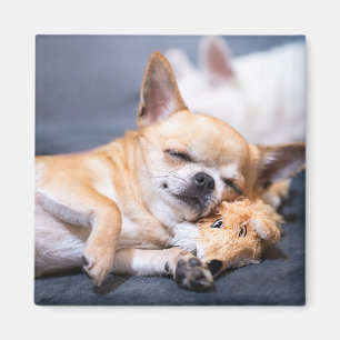 Cutest Baby djur Chihuahua-Hund med rödhårig kyl Magnet