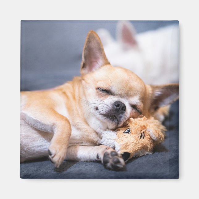Cutest Baby djur | Chihuahua-Hund med rödhårig kyl Magnet (Framsidan)