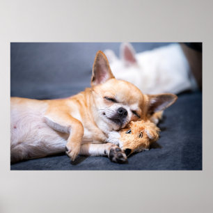 Cutest Baby djur Chihuahua-Hund med rödhårig kyl Poster