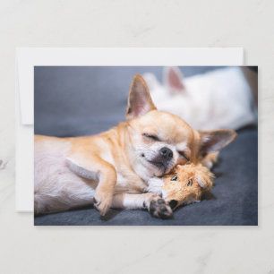 Cutest Baby djur Chihuahua-Hund med rödhårig kyl Tack Kort