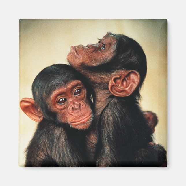 Cutest Baby djur | Chimpanzee Hug Magnet (Framsidan)