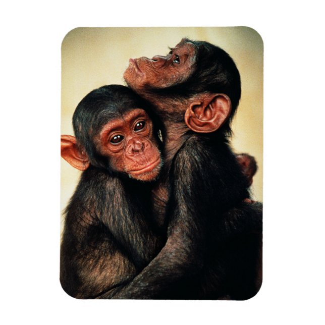 Cutest Baby djur | Chimpanzee Hug Magnet (Vertikal)