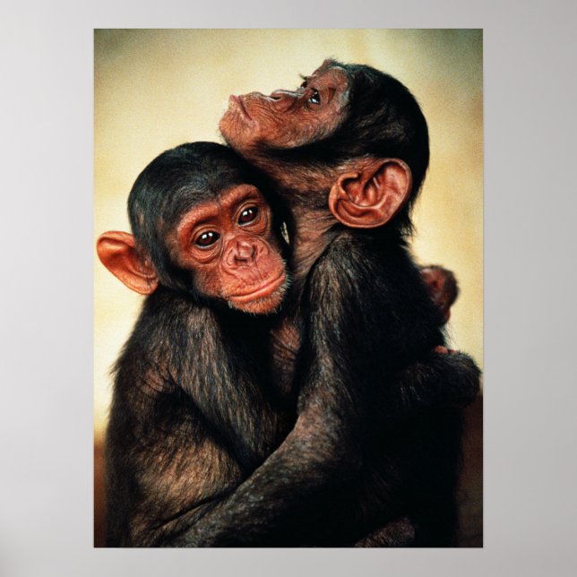 Cutest Baby djur | Chimpanzee Hug Poster (Framsidan)