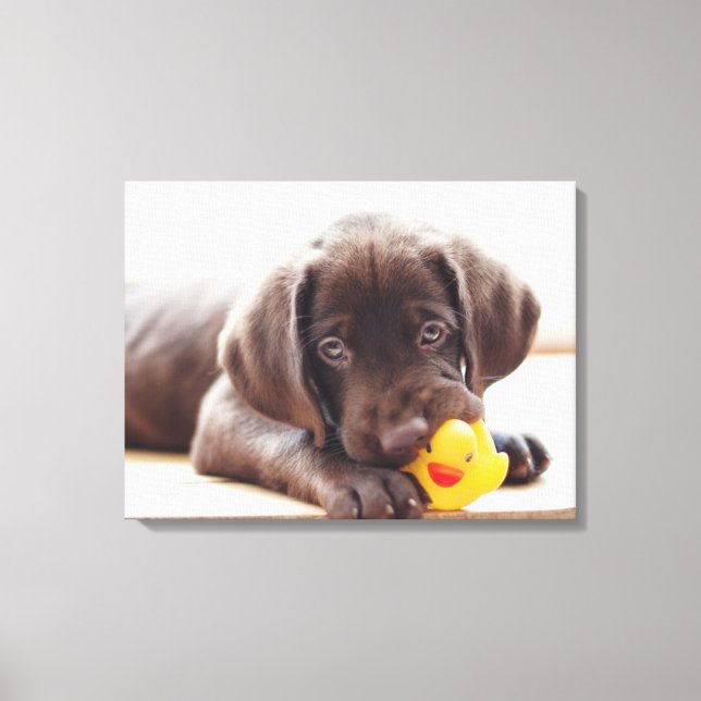 Cutest Baby djur | Chocolate Labrador Puppy Canvastryck (Framsida)