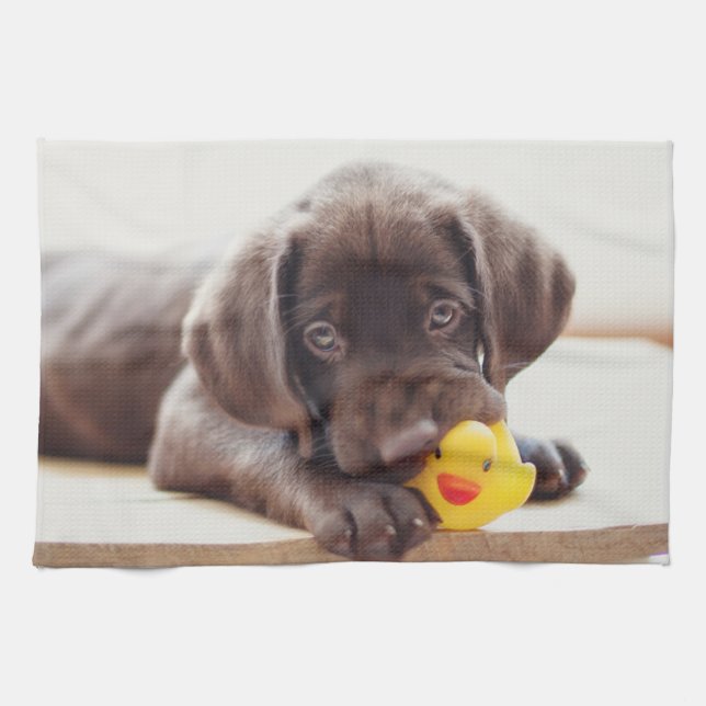 Cutest Baby djur | Chocolate Labrador Puppy Kökshandduk (Horisontell)