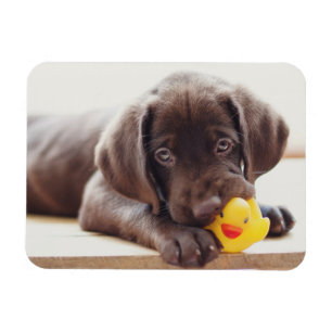Cutest Baby djur Chocolate Labrador Puppy Magnet