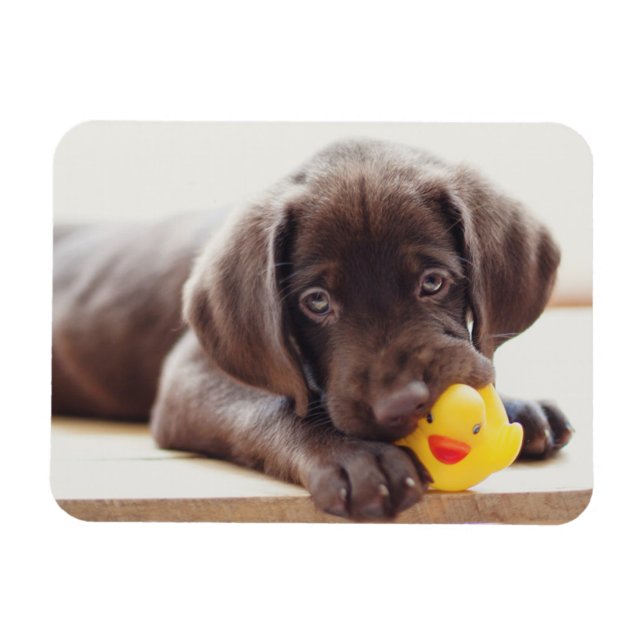 Cutest Baby djur | Chocolate Labrador Puppy Magnet (Horisontell)