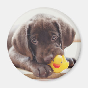 Cutest Baby djur Chocolate Labrador Puppy Magnet