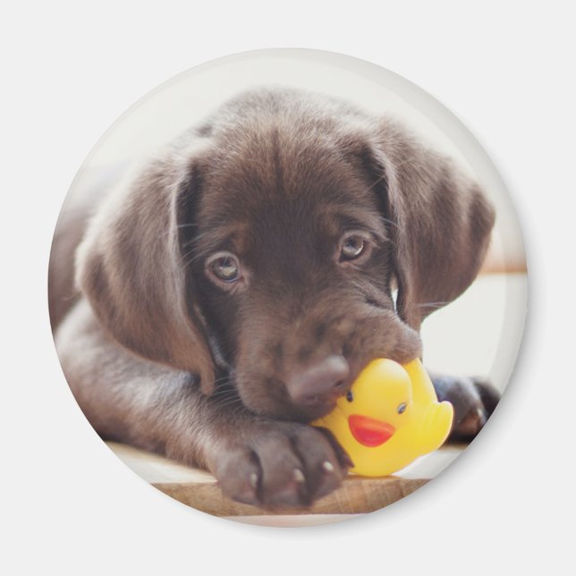Cutest Baby djur | Chocolate Labrador Puppy Magnet (Framsidan)