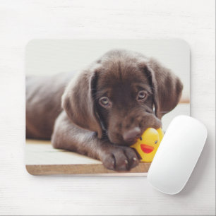 Cutest Baby djur Chocolate Labrador Puppy Musmatta