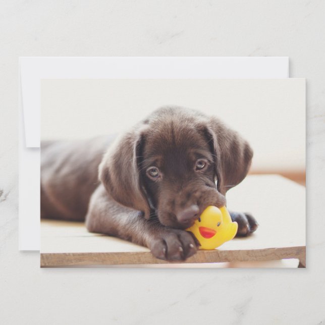 Cutest Baby djur | Chocolate Labrador Puppy Tack Kort (Framsida)
