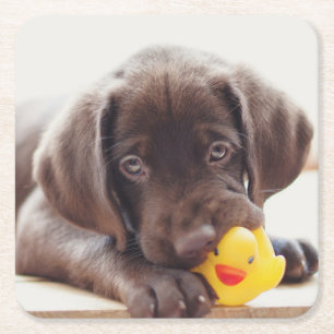 Cutest Baby djur Chocolate Labrador Puppy Underlägg Papper Kvadrat