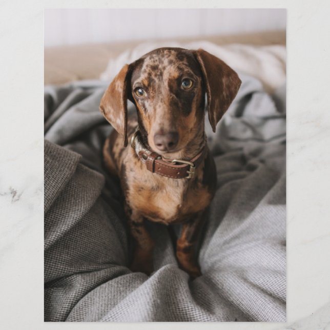 Cutest Baby djur | Chokladäpple Dachshund (Framsida)