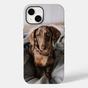 Cutest Baby djur   Chokladäpple Dachshund