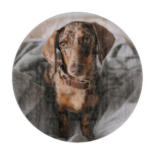 Cutest Baby djur Chokladäpple Dachshund