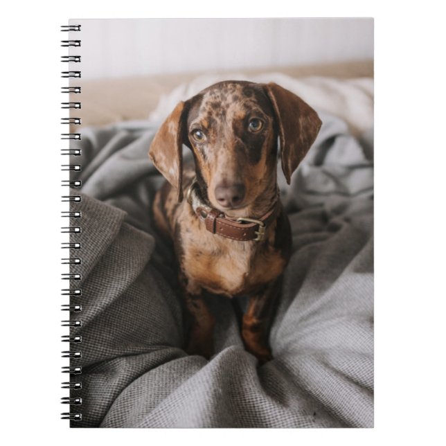 Cutest Baby djur | Chokladäpple Dachshund Anteckningsbok (Framsidan)