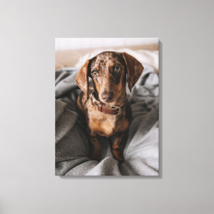 Cutest Baby djur Chokladäpple Dachshund Canvastryck